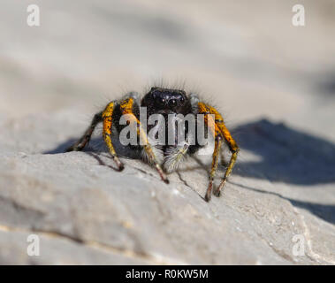 Gli occhi di oro jumping spider (Philaeus chrysops), maschio, Alpi Albanesi, Albania Foto Stock