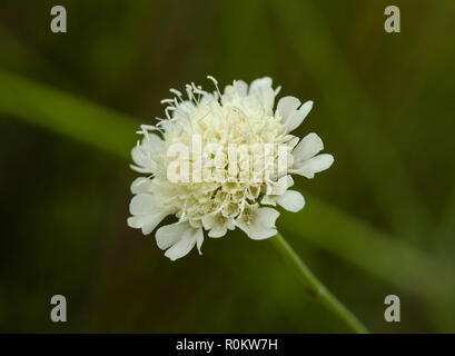 La crema scabious (Scabiosa ochroleuca), l'Albania Foto Stock