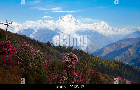 Viste mozzafiato della valle fioritura dei rododendri sullo sfondo delle cime innevate dell'Himalaya. Poon guarire Foto Stock