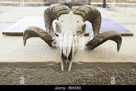 Dettaglio di una capra in testa in una congrega, particolare della decorazione in una celebrazione di stregoneria, satana Foto Stock