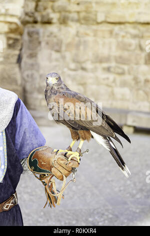 Eagle domata, dettaglio da una selvaggia raptor addestrato per la mostra Foto Stock