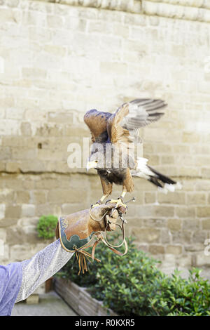 Eagle domata, dettaglio da una selvaggia raptor addestrato per la mostra Foto Stock