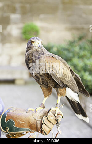 Eagle domata, dettaglio da una selvaggia raptor addestrato per la mostra Foto Stock