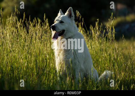 Berger Blanc Suisse o Pastore Svizzero bianco Foto Stock