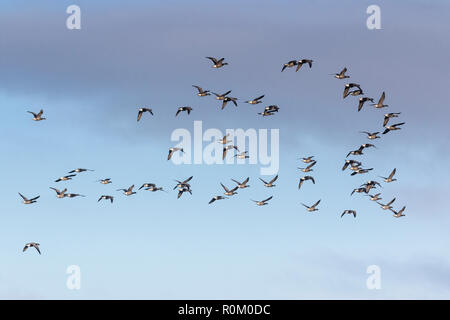 In matasse di Brent oche attraverso i cieli Foto Stock