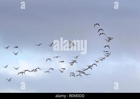 In matasse di Brent oche attraverso i cieli Foto Stock