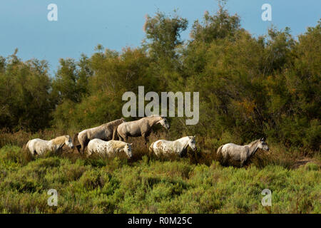 White Cavalli Camargue in esecuzione in acqua Foto Stock