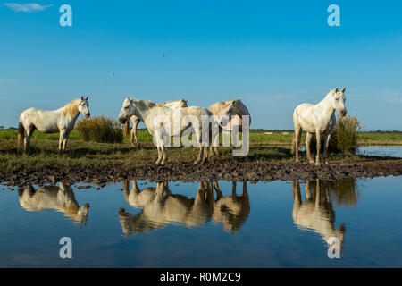 White cavalli Camargue, Saintes Mariede la Mer, Francia Foto Stock