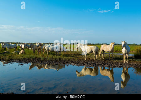 White cavalli Camargue, Saintes Mariede la Mer, Francia Foto Stock