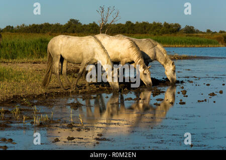 White cavalli Camargue, Saintes Mariede la Mer, Francia Foto Stock