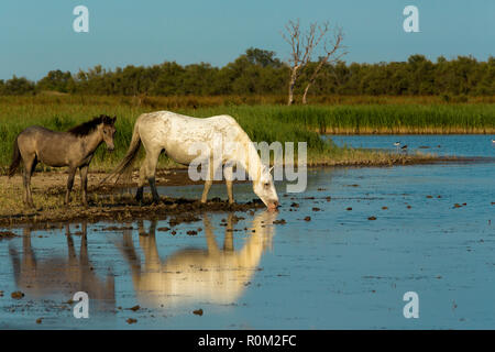 White cavalli Camargue, Saintes Mariede la Mer, Francia Foto Stock