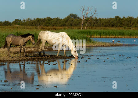 White cavalli Camargue, Saintes Mariede la Mer, Francia Foto Stock