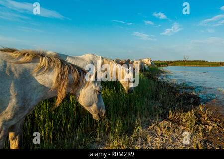 White cavalli Camargue, Saintes Mariede la Mer, Francia Foto Stock