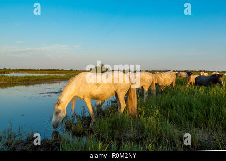 White cavalli Camargue, Saintes Mariede la Mer, Francia Foto Stock