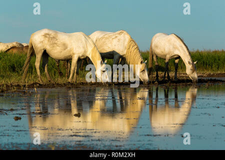 White cavalli Camargue, Saintes Mariede la Mer, Francia Foto Stock