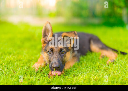 Pastore Tedesco cucciolo in erba, la riproduzione, l'esecuzione. Cute cane all'esterno ritratto Foto Stock