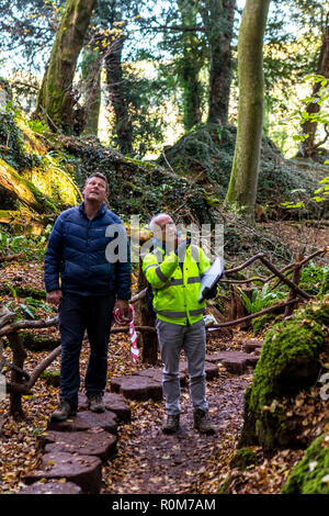 Struttura professionale ispettore Steve Maros ispeziona regolarmente gli alberi al visitatore Puzzlewood attrazione, Foresta di Dean per garantire la pubblica sicurezza Foto Stock