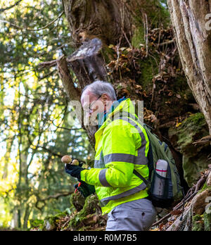 Struttura professionale ispettore Steve Maros ispeziona regolarmente gli alberi al visitatore Puzzlewood attrazione, Foresta di Dean per garantire la pubblica sicurezza Foto Stock