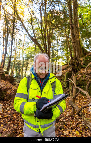 Struttura professionale ispettore Steve Maros ispeziona regolarmente gli alberi al visitatore Puzzlewood attrazione, Foresta di Dean per garantire la pubblica sicurezza Foto Stock