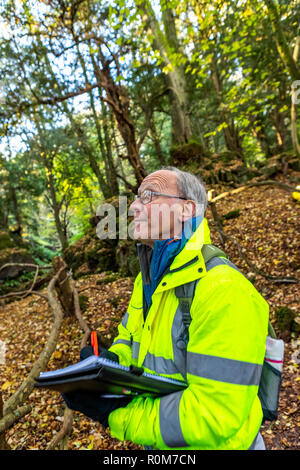 Struttura professionale ispettore Steve Maros ispeziona regolarmente gli alberi al visitatore Puzzlewood attrazione, Foresta di Dean per garantire la pubblica sicurezza Foto Stock