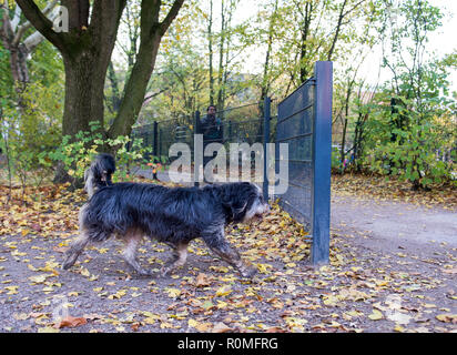 Amburgo, Germania. 6 Nov, 2018. Un cane passeggiate intorno a un recinto su una pista ciclabile nel quartiere Eimsbüttel della città, su di un prato di cane. Ogni anno, i contribuenti associazione denuncia lo spreco di fondi pubblici nel "Libro nero', incluso il caso della recinzione al cane prato in Eimsbüttel. (A dpa 'Steuerzahlerbund lo denuncia sei rifiuti di Amburgo casi" del 06.11.2018) Credito: Daniel Bockwoldt/dpa/Alamy Live News Foto Stock