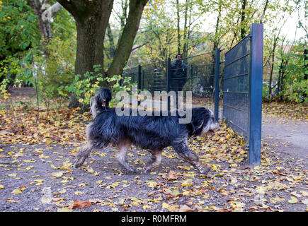 Amburgo, Germania. 6 Nov, 2018. Un cane passeggiate intorno a un recinto su una pista ciclabile nel quartiere Eimsbüttel della città, su di un prato di cane. Ogni anno, i contribuenti associazione denuncia lo spreco di fondi pubblici nel "Libro nero', incluso il caso della recinzione al cane prato in Eimsbüttel. (A dpa 'Steuerzahlerbund lo denuncia sei rifiuti di Amburgo casi" del 06.11.2018) Credito: Daniel Bockwoldt/dpa/Alamy Live News Foto Stock