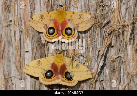 Io Falene, Automeris io, maschi Foto Stock