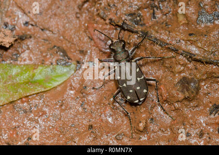 Dodici-spotted Tiger Beetle, Cicindela duodecimguttata Foto Stock