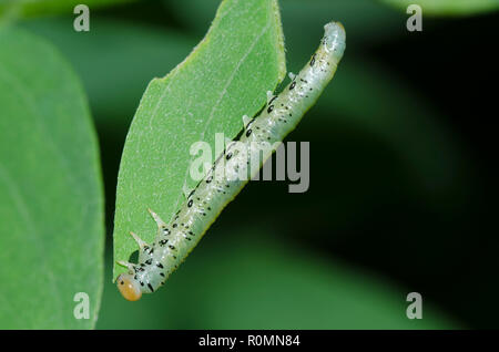 Willow Sawfly, Nematus sp., larva l'alimentazione sulle foglie Foto Stock