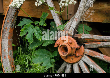 Primo piano della rotta in legno vecchio carrello ruota e pianeti verde. Foto Stock