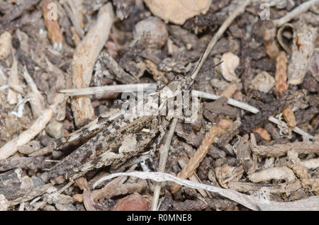 Texas gamma maculato Grasshopper, Psoloessa texana, femmina mimetizzata sulla terra Foto Stock