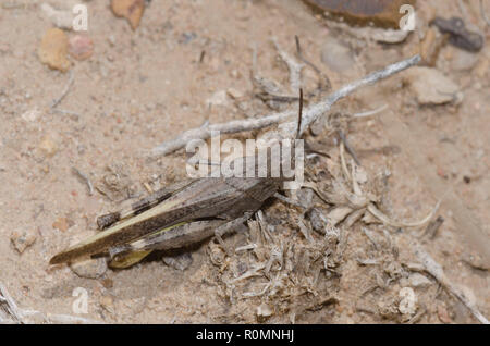 Speckle-winged Rangeland Grasshopper, Arphia conspersa, maschio Foto Stock