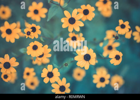 Macro bello piccolo fiore giallo in giardino, autunno daisy su sfondo sfocato. Il calendario delle fioriture dei fiori di un blu brillante sfondo verde Foto Stock