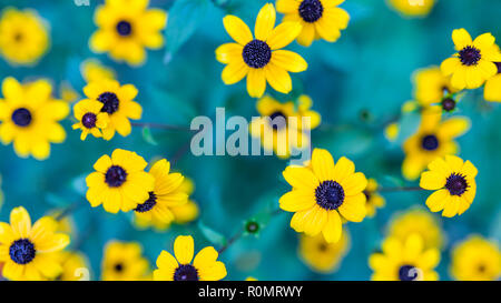 Macro bello piccolo fiore giallo in giardino, autunno daisy su sfondo sfocato. Il calendario delle fioriture dei fiori di un blu brillante sfondo verde Foto Stock