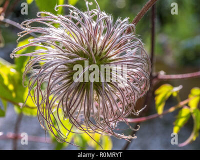 La clematide seme head Foto Stock