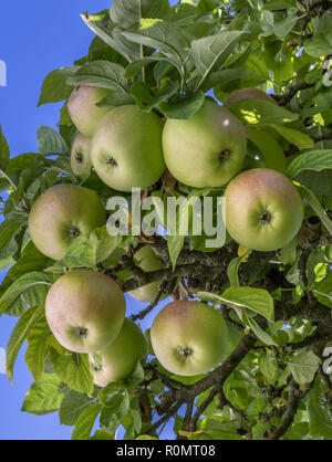 Le mele su un albero di mele Foto Stock