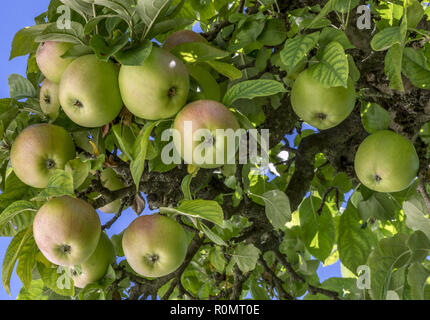Le mele su un albero di mele Foto Stock