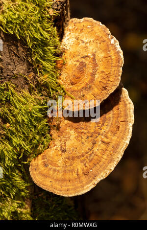 Fotografia a colori di due livelli staffa arrossendo polypores crescente sul lato del ramo di salice shot con off il flash della fotocamera con filtro giallo dal di sopra. Foto Stock