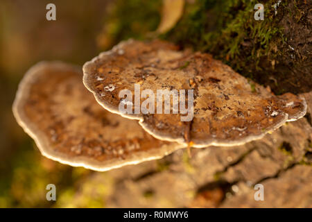 Fotografia a colori di due livelli staffa arrossendo polypores crescente sul lato del ramo di salice shot con off il flash della fotocamera con filtro giallo dal di sopra. Foto Stock