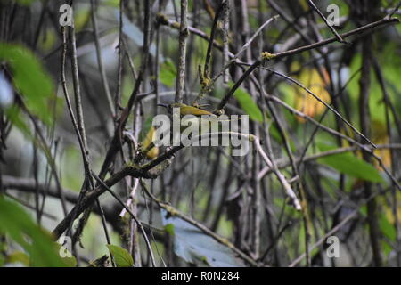 Backup di oliva Sunbird Foto Stock