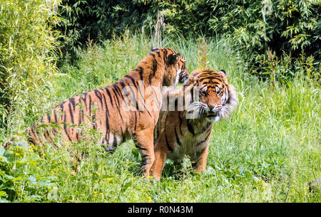 Tigre di Sumatra (Panthera tigris sondaica) teasing tigre maschio. Tigri adulti conducono in gran parte la vita solitaria, ma non sempre sono territoriale. Foto Stock