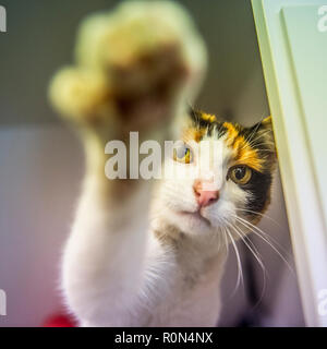 Cat attaccando fotografo Foto Stock