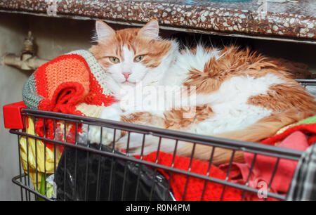 Abbastanza adulto rosso gatto bianco nel carrello per supermercati a casa Foto Stock