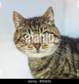 gatto di tabby Foto Stock