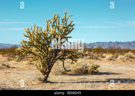 Cholla cactus nel deserto di Mojave , California, Stati Uniti. Foto Stock