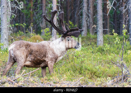 La renna, Rangifer tarandus passeggiate in foresta, aventi grandi corna di cervo, Gällivare county, Lapponia svedese, Svezia Foto Stock