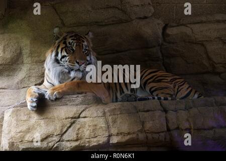 Tiger presso lo Zoo di Londra Foto Stock