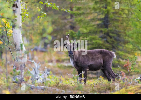 La renna, Rangifer tarandus passeggiate in foresta, aventi piccole corna, guardando la telecamera, Gällivare county, Lapponia svedese, Svezia Foto Stock