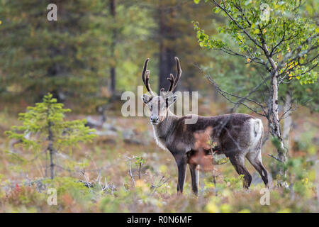 La renna, Rangifer tarandus passeggiate in foresta, aventi grandi corna di cervo, guardando la telecamera, Gällivare county, Lapponia svedese, Svezia Foto Stock