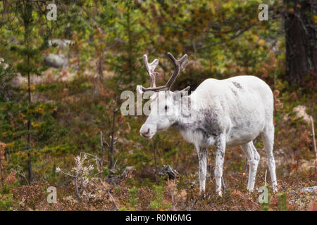 Bianco di renne, Rangifer tarandus passeggiate in foresta, aventi grandi corna di cervo, Gällivare county, Lapponia svedese, Svezia Foto Stock
